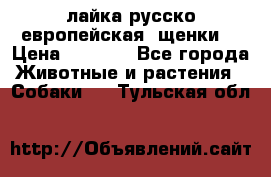 лайка русско-европейская (щенки) › Цена ­ 5 000 - Все города Животные и растения » Собаки   . Тульская обл.